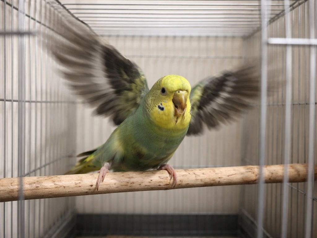 A small bird on a perch in its cage thrashing with wings spread, showing panic after an impact.