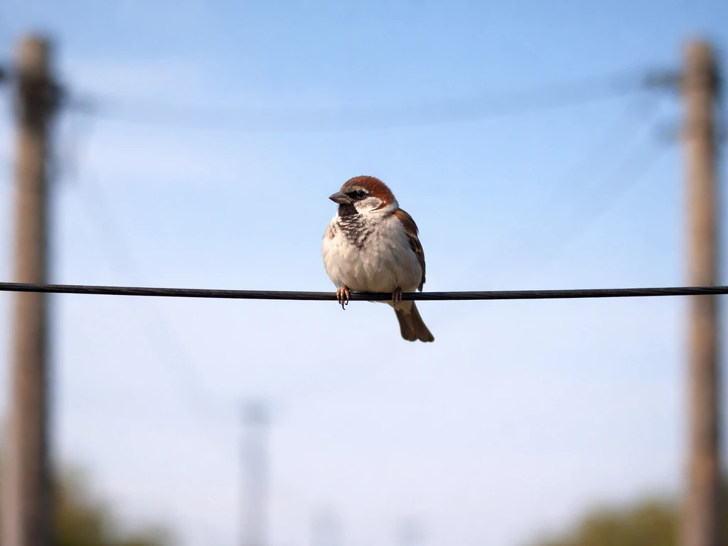 Small bird perched on one wire with both feet on the same conductor, not touching ground or poles.